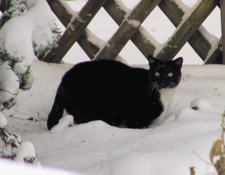 Katze_im_Schnee