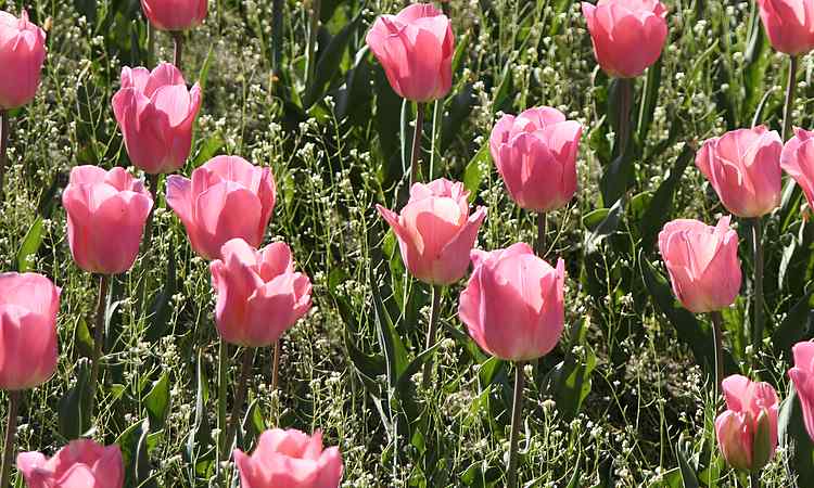 tulipspink