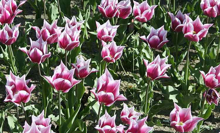 tulipspink2