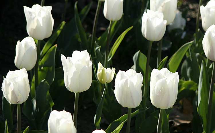tulipswhite2