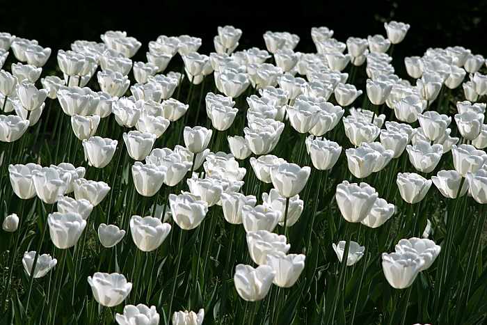 tulpen weiß02