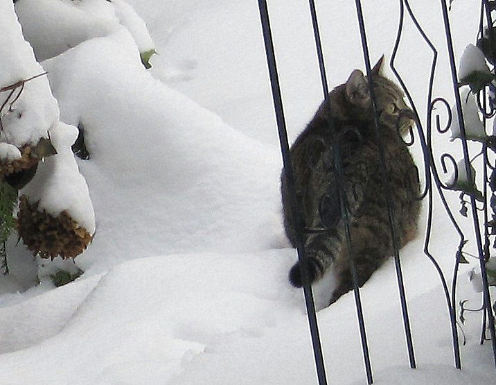 Katze2_im_Schnee
