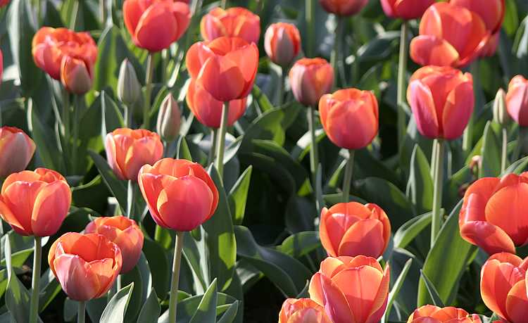 tulipssalmon