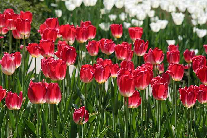 tulpen rotweiß